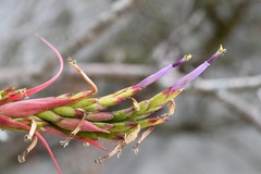 Tillandsia belloensis