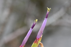 Tillandsia belloensis