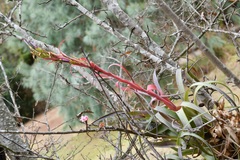Tillandsia belloensis