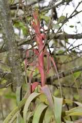 Tillandsia belloensis