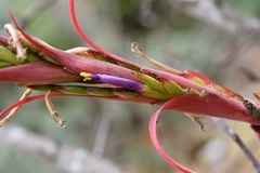 Tillandsia belloensis