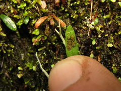 Grammitis stenophylla