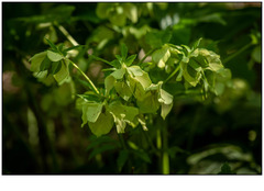 Helleborus viridis