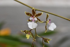 Oncidium leucochilum