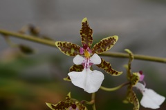Oncidium leucochilum