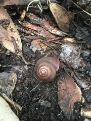 Sauroconcha jervisensis