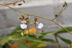 Oncidium leucochilum