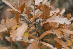 Platycotis tuberculata