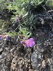 Penstemon gairdneri