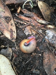 Sauroconcha jervisensis