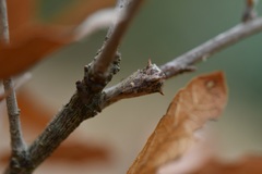 Platycotis tuberculata