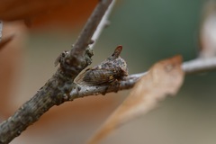 Platycotis tuberculata