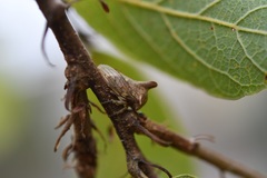 Platycotis tuberculata