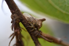 Platycotis tuberculata