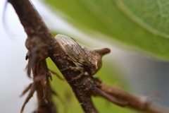 Platycotis tuberculata