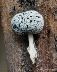 Physarum globuliferum