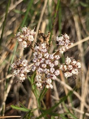 Lomatium geyeri