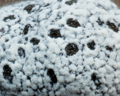 Physarum globuliferum