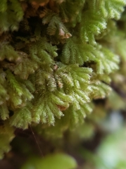 Catharomnion ciliatum