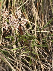 Lomatium geyeri