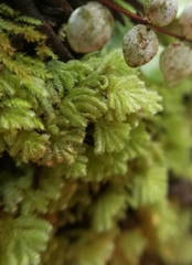 Catharomnion ciliatum