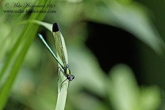 Calopteryx dimidiata