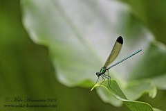 Calopteryx dimidiata