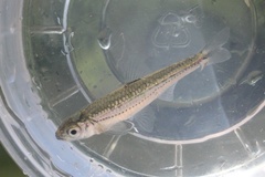 Notropis leuciodus