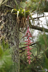Tillandsia eizii
