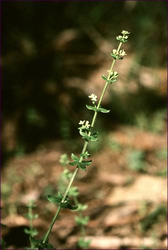 hairy bedstraw (Galium ciliare)