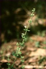 Galium ciliare