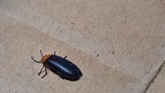 Abscondita cerata