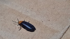 Abscondita cerata