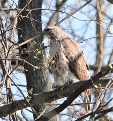 Buteo jamaicensis