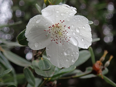 Eucryphia lucida