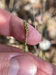 Carex exilis