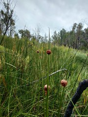 Chorizandra sphaerocephala