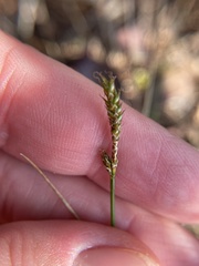 Carex exilis