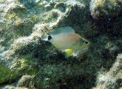 Hypoplectrus unicolor