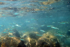 Atherinomorus stipes