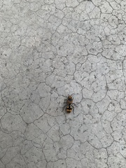 Dasymutilla munifica