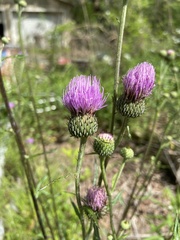 Cirsium carolinianum