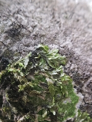 Orthorrhynchium elegans