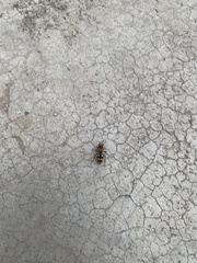 Dasymutilla munifica