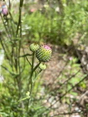 Cirsium carolinianum