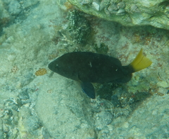 Hypoplectrus chlorurus