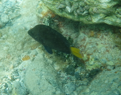 Hypoplectrus chlorurus