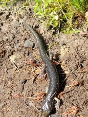 Aneides klamathensis