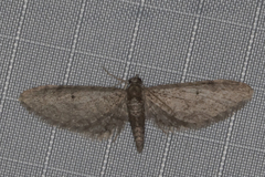 Eupithecia matheri