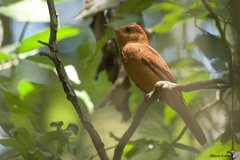 Rhytipterna holerythra